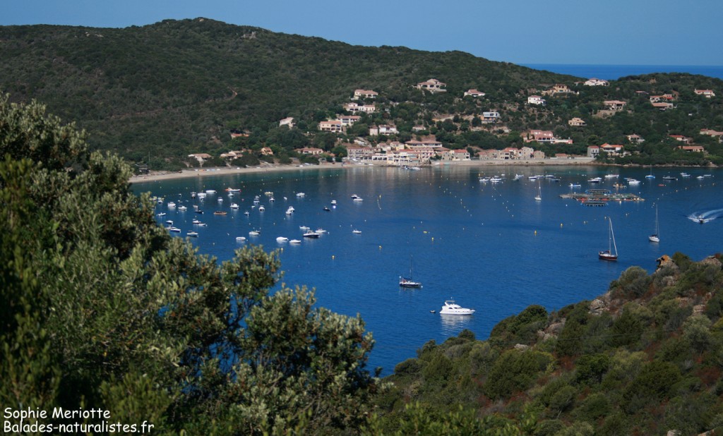 Campomoro