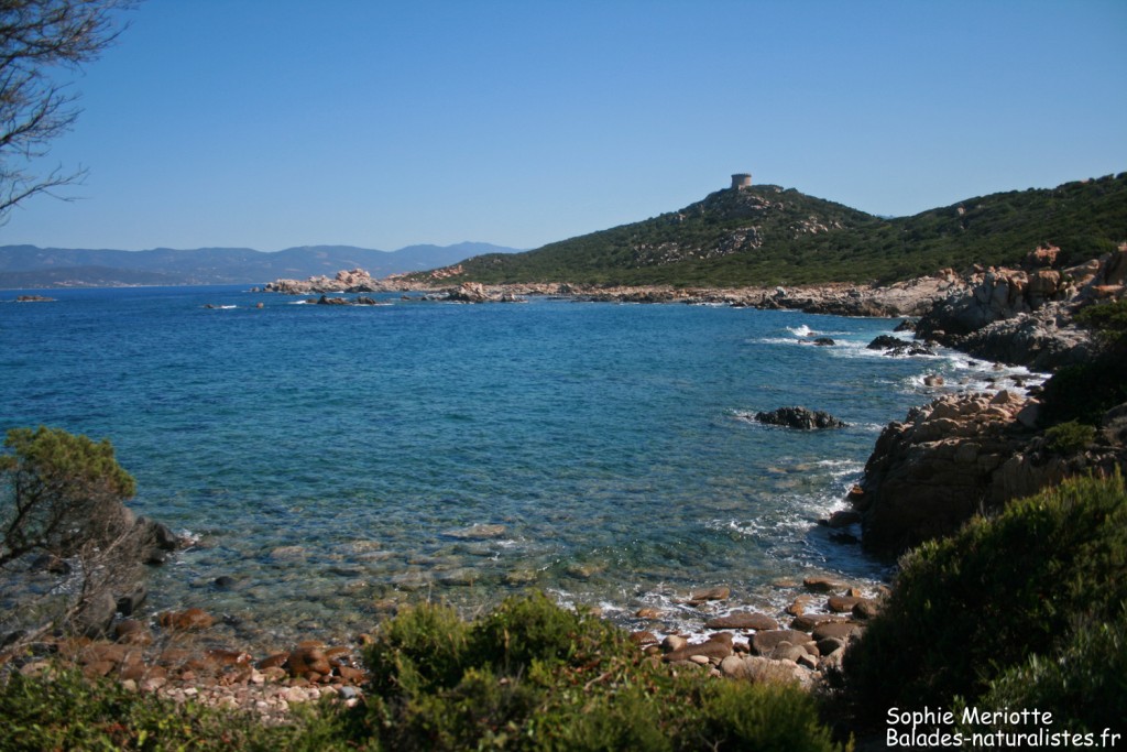 Boucle de Canuseddu, Campomoro