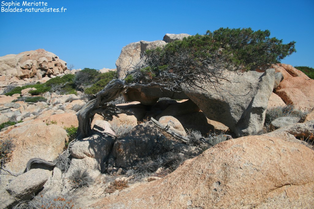 Boucle de Canuseddu, Campomoro