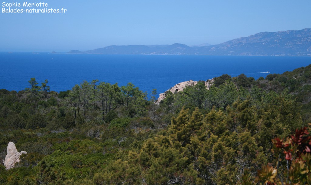 Capu di Muru