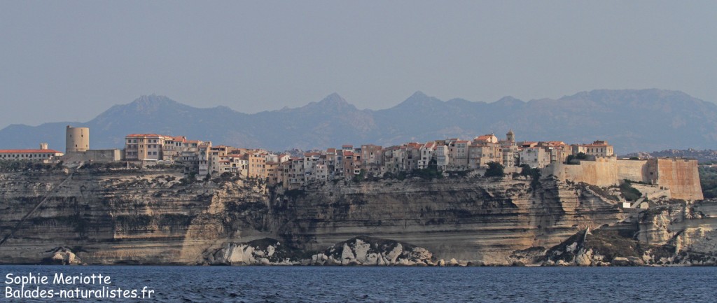 Les falaises de Bonifacio