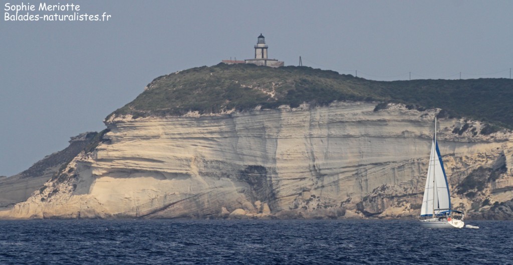 Les falaises de Bonifacio