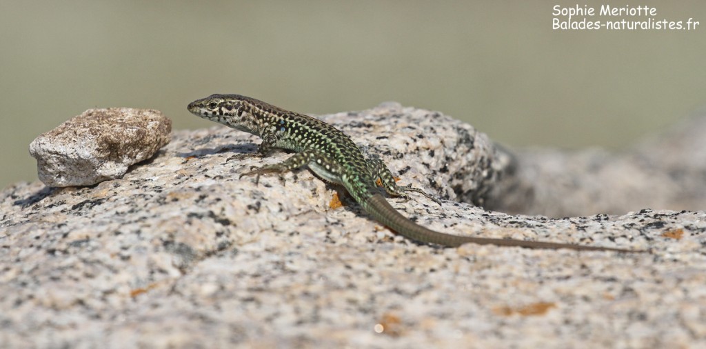 Lézard tyrrhénien, Iles Lavezzi