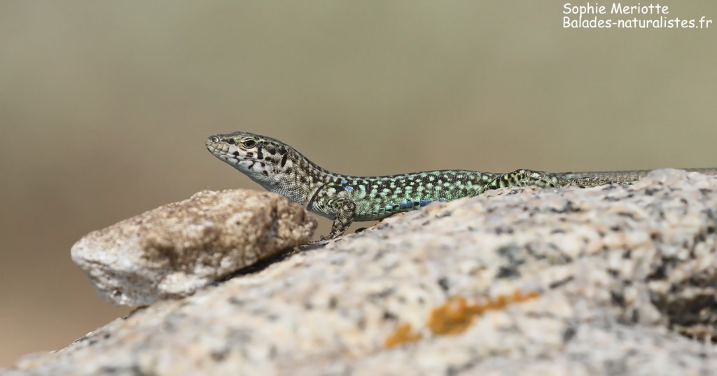 Lézard tyrrhénien, Iles Lavezzi