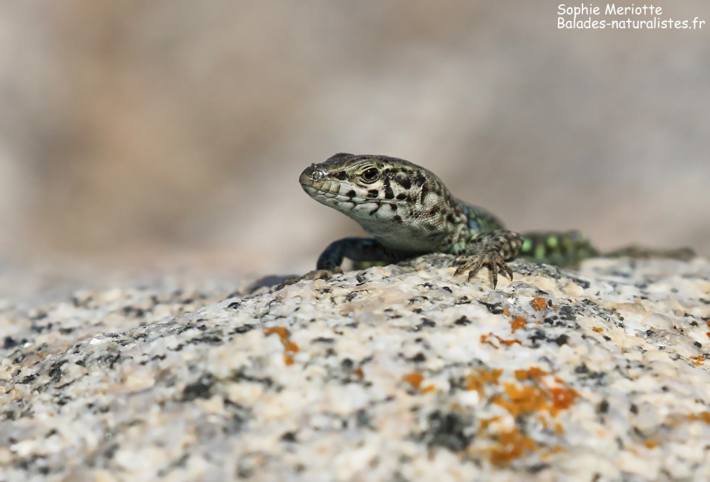 Lézard tyrrhénien, Iles Lavezzi
