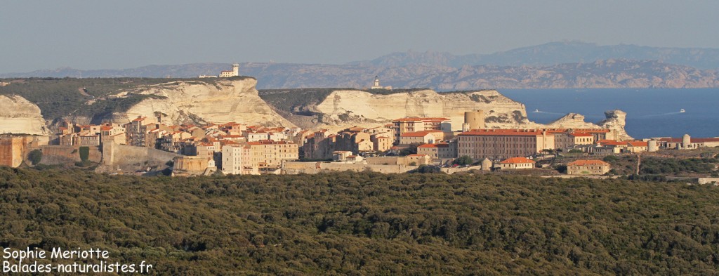 Bonifacio