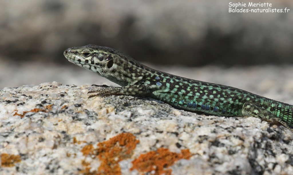Lézard tyrrhénien, Iles Lavezzi