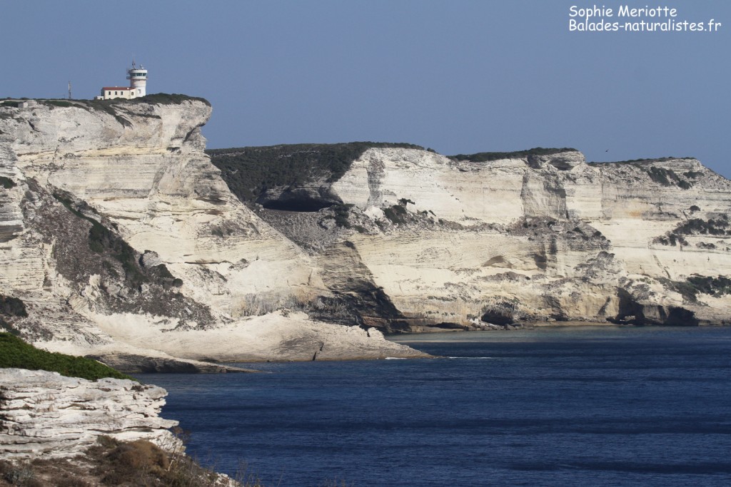 Les falaises de Bonifacio