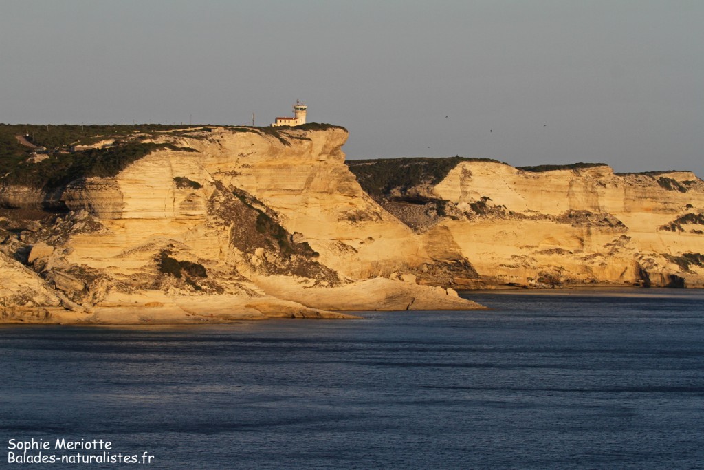 Corse Corse
