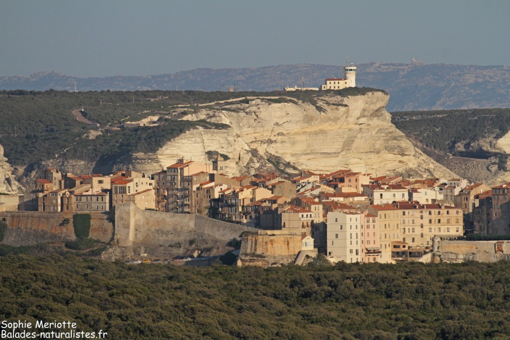 Bonifacio