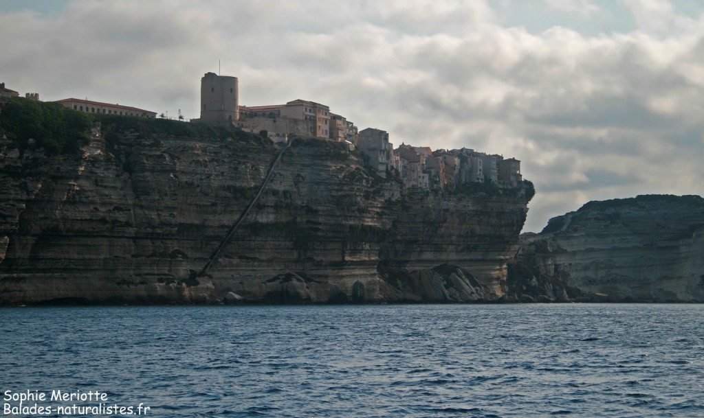 Bonifacio