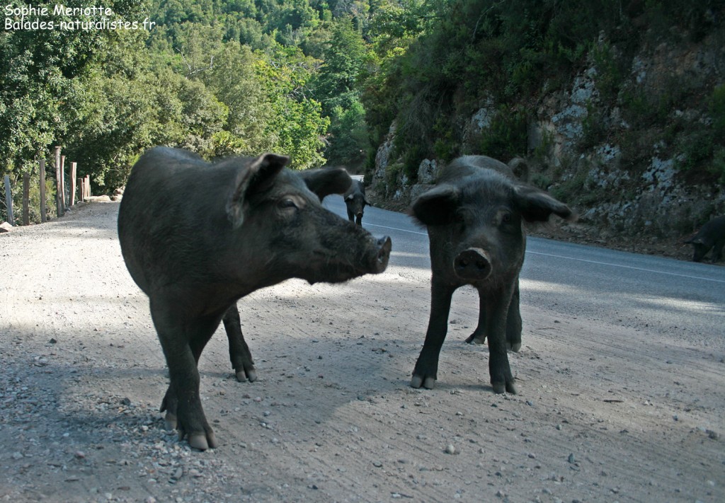 Cochons sur la route