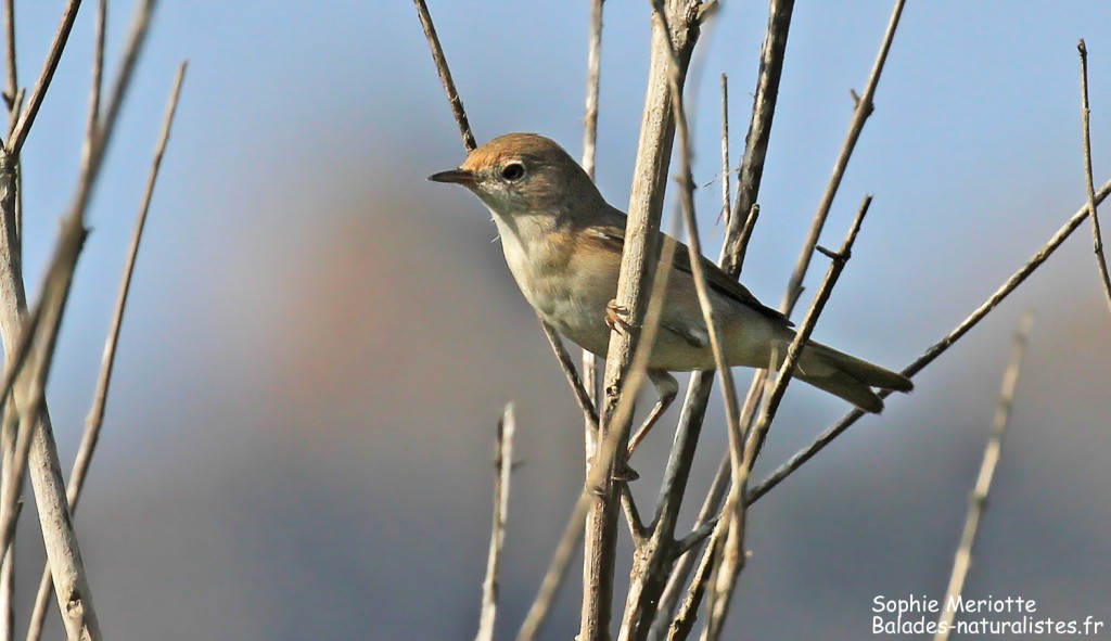 Jeune fauvette de moltoni sur le chemin pour Girolata