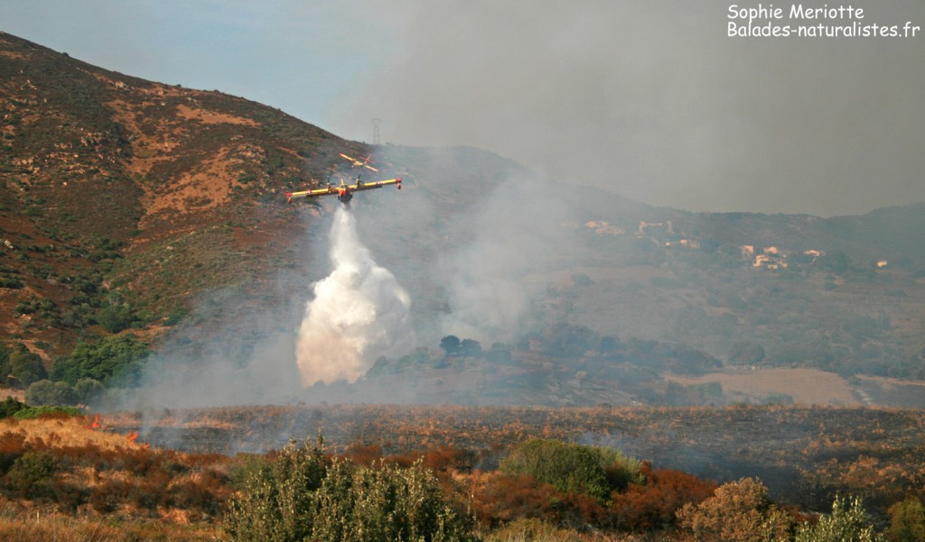 Incendie sur la route d'Ajaccio