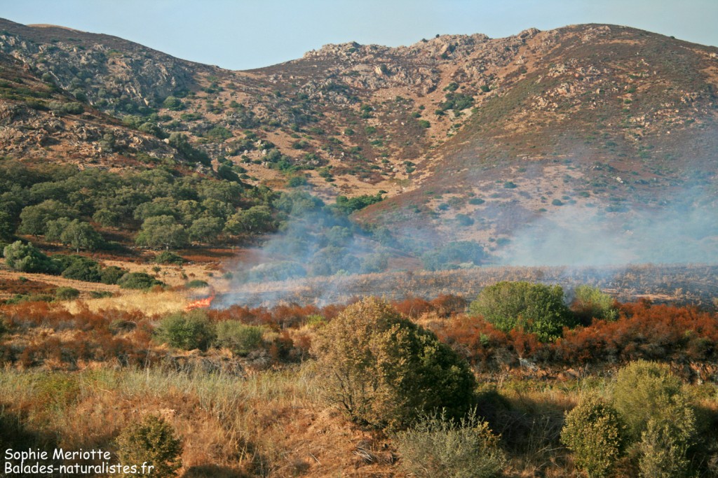 Incendie sur la route d'Ajaccio