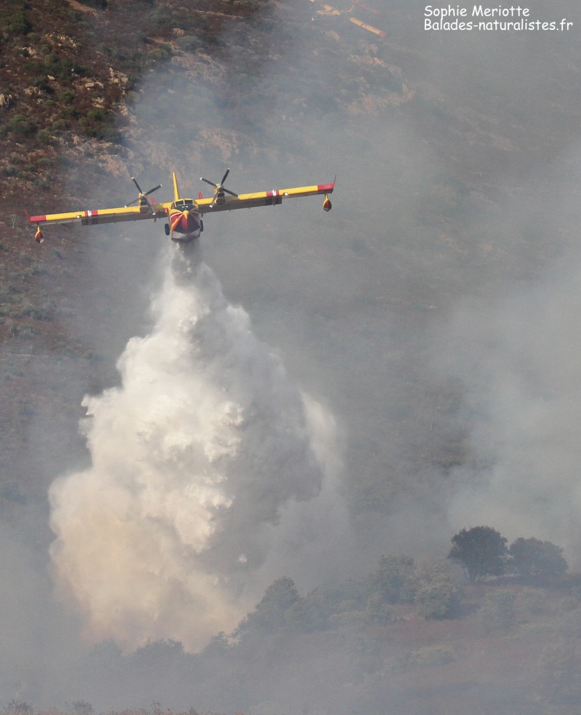 Incendie sur la route d'Ajaccio