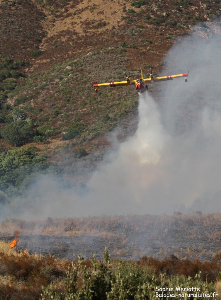 Incendie sur la route d'Ajaccio