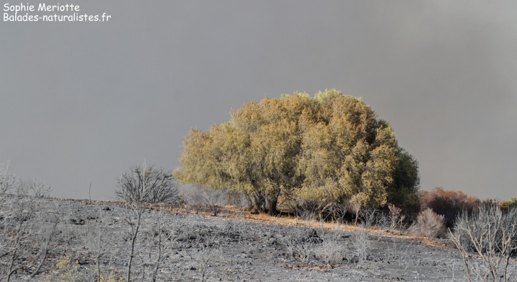 Incendie sur la route d'Ajaccio