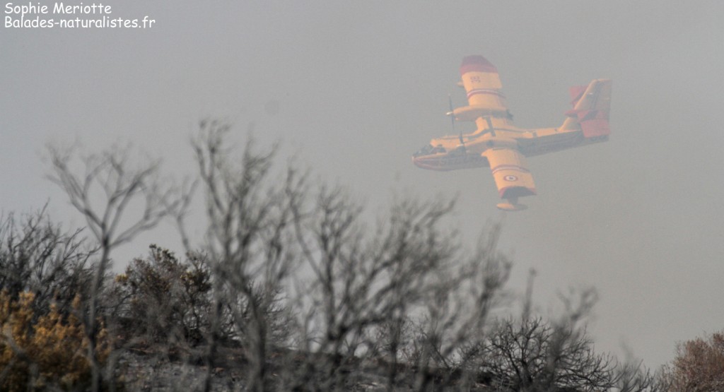 Incendie sur la route d'Ajaccio