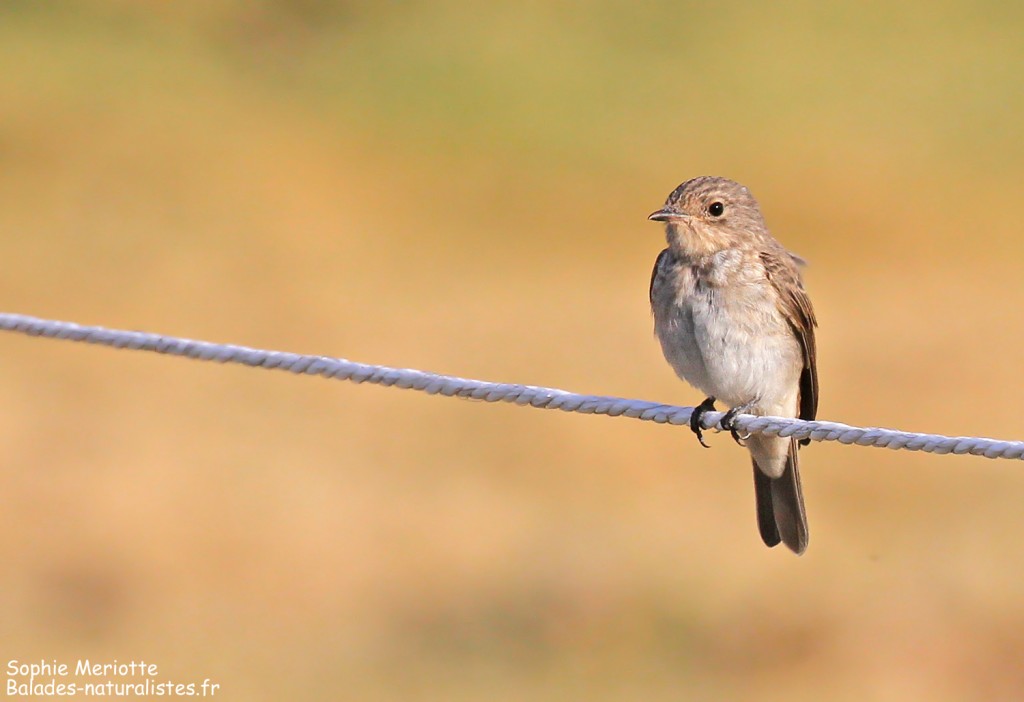 Gobemouche gris de la ssp tyrrhenica dans les pelouses autour de la station du Val d'Ese