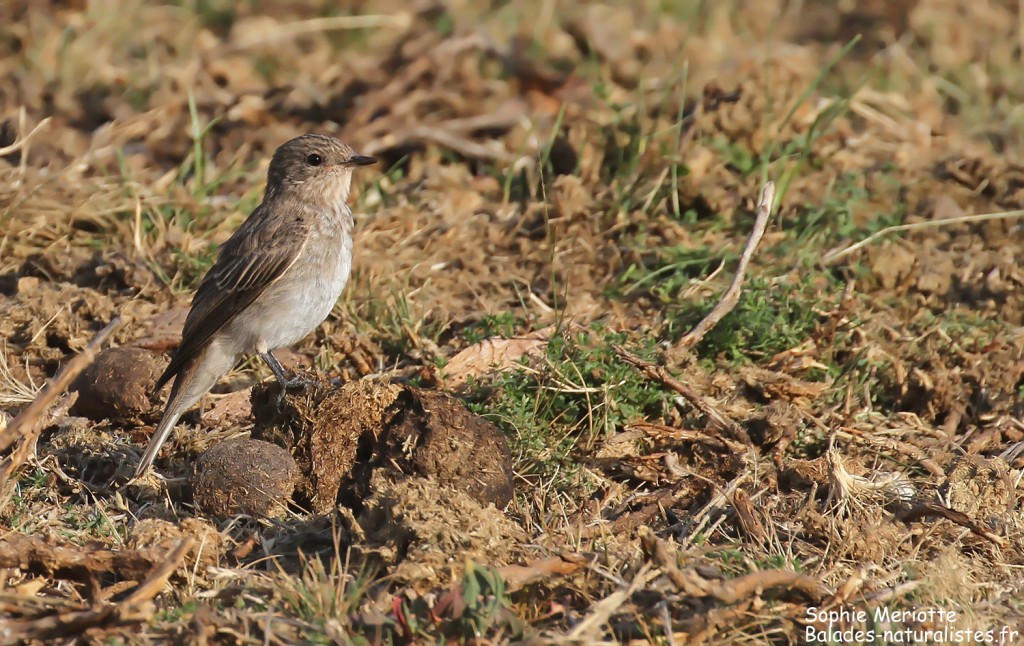 Gobemouche gris de la ssp tyrrhenica dans les pelouses autour de la station du Val d'Ese