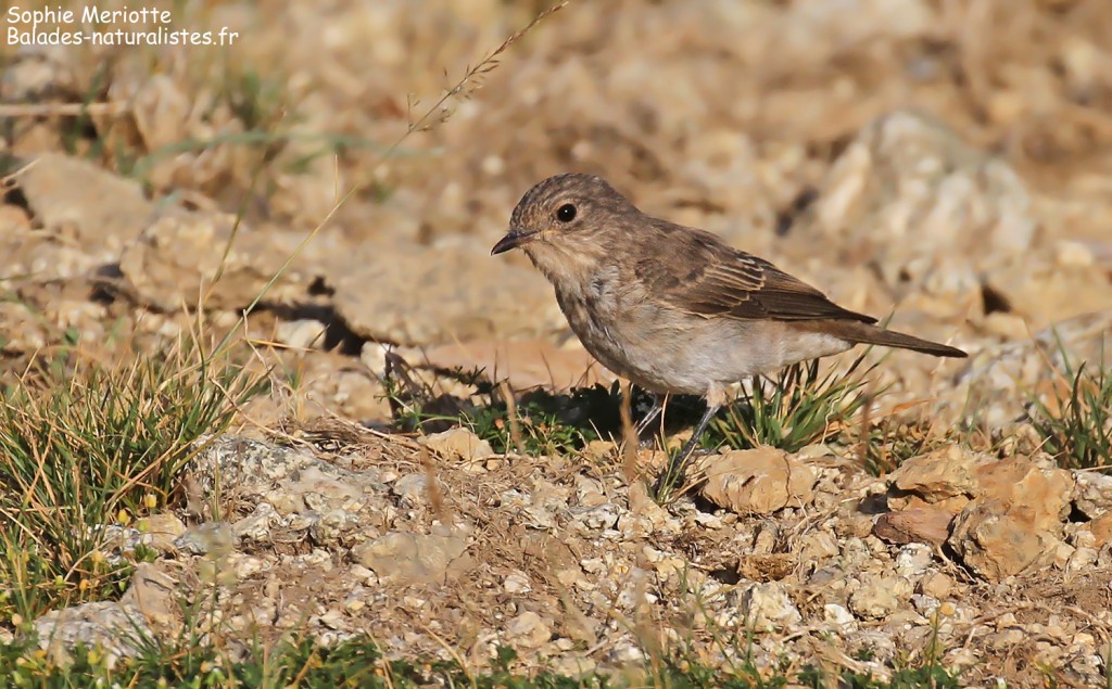 Gobemouche gris de la ssp tyrrhenica dans les pelouses autour de la station du Val d'Ese