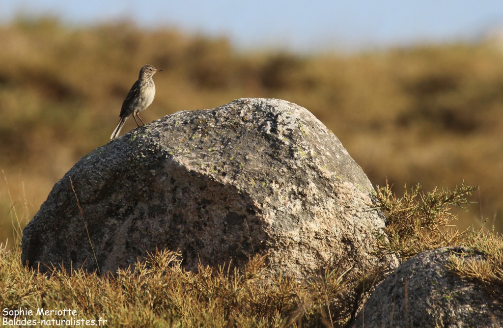 Pipit spioncelle sur un bloc de granite