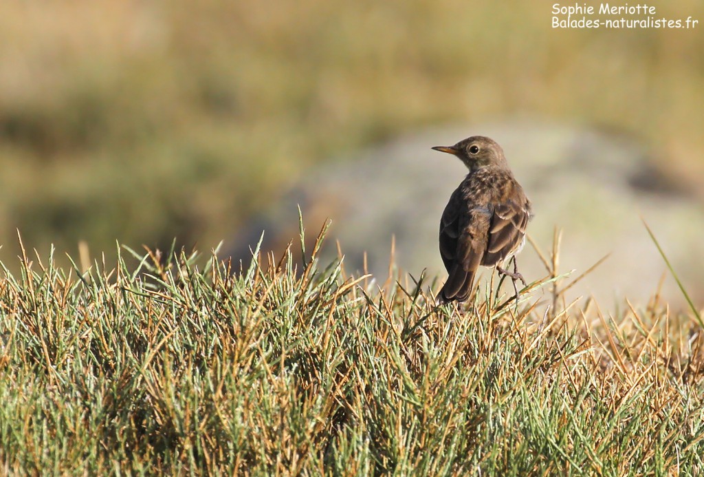 Pipit spioncelle