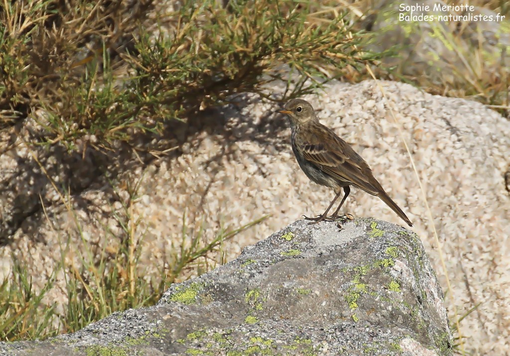 Pipit spioncelle sur un bloc de granite