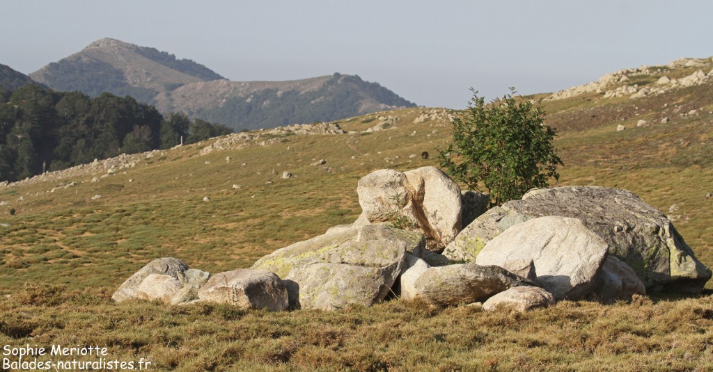 Blocs de granite sur les hauteurs du val d'Ese