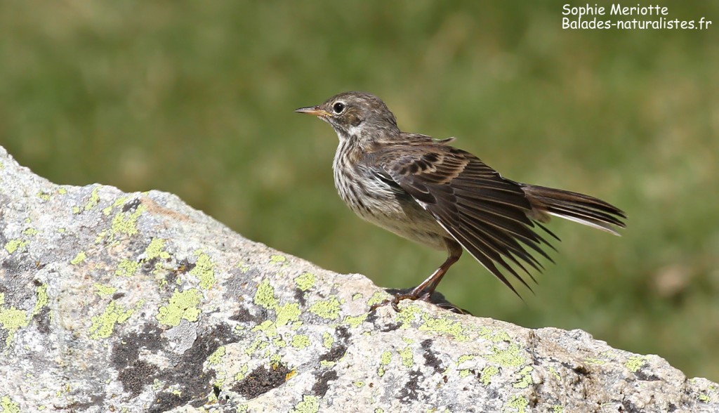 Toilette d'un jeune Pipit spioncelle