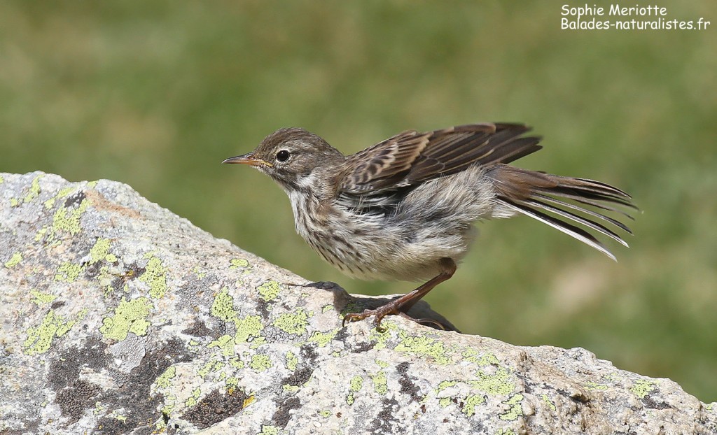Toilette d'un jeune Pipit spioncelle