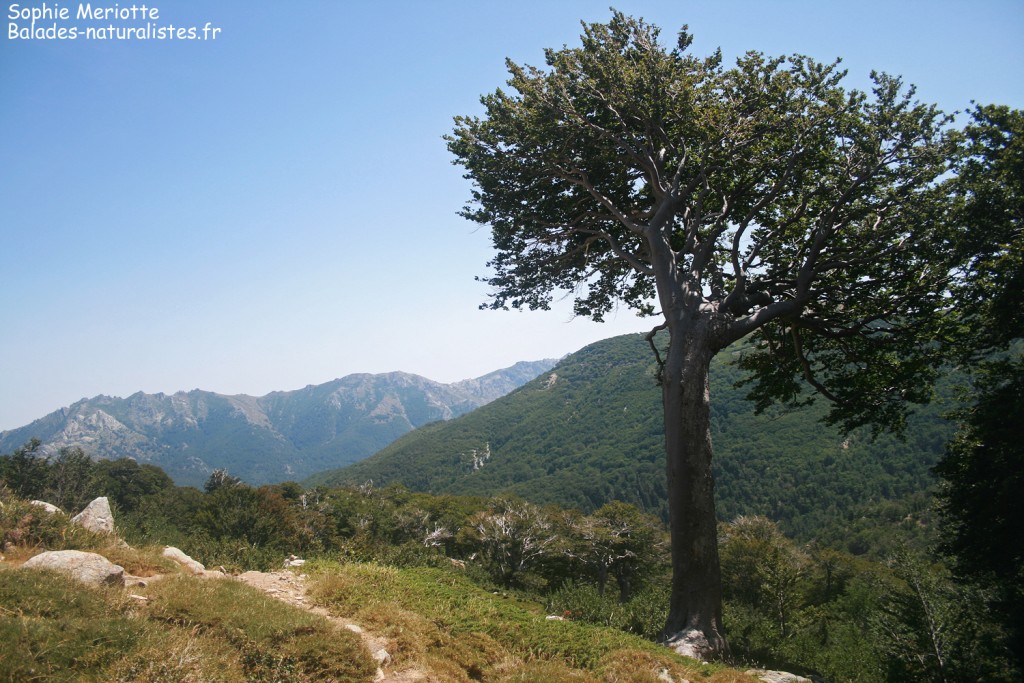 Hêtraie de la vallée de Marmano