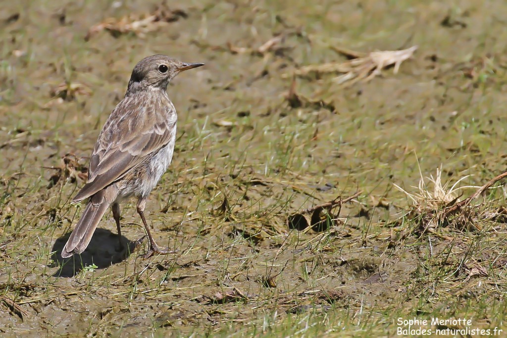 Pipit spioncelle s'alimentant dans une pozzine asséchée.