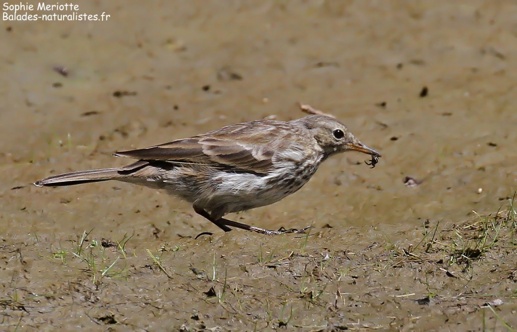 Pipit spioncelle s'alimentant dans une pozzine asséchée.