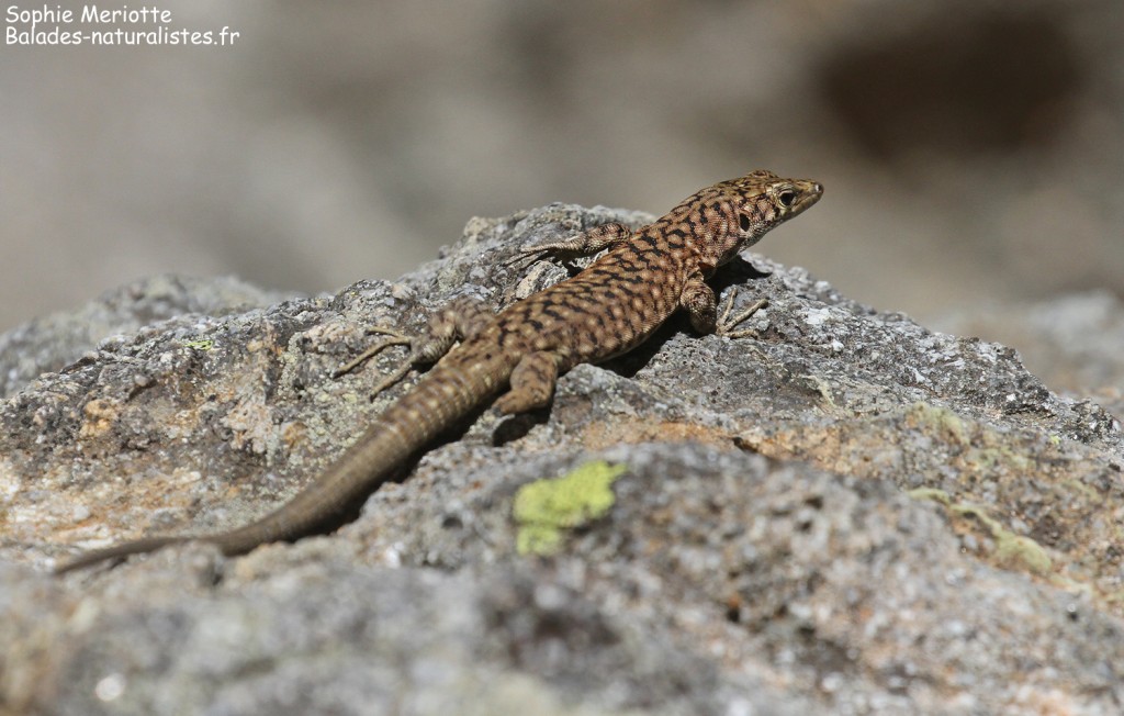 Lézard de Bedriagga