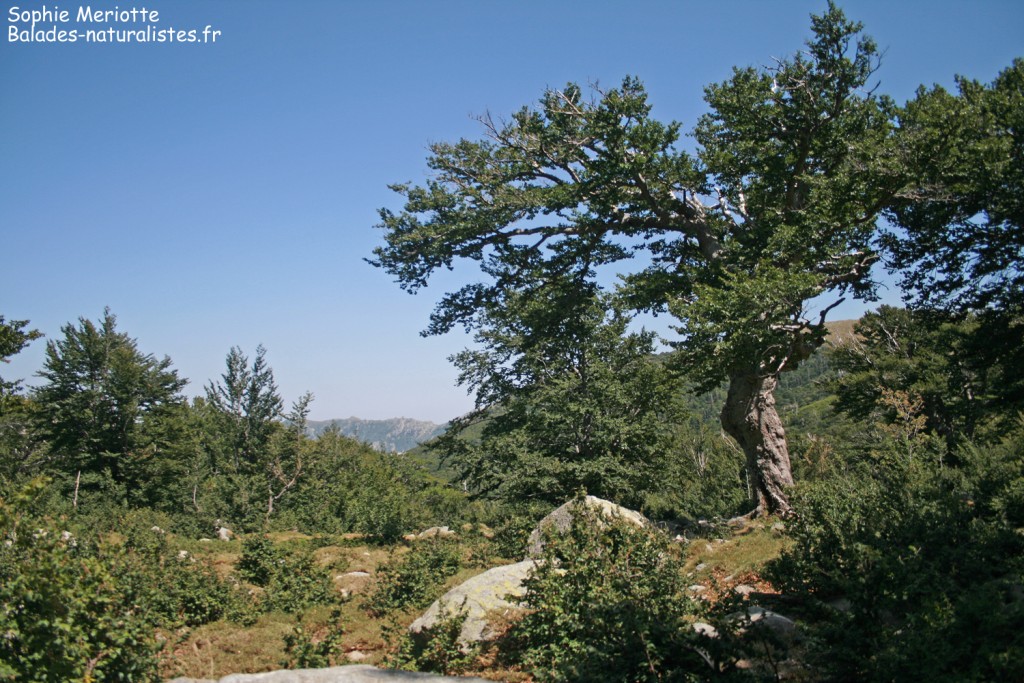 Hêtraie de la vallée de Marmano