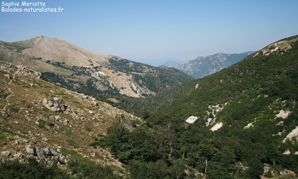Hêtraie de la vallée de Marmano