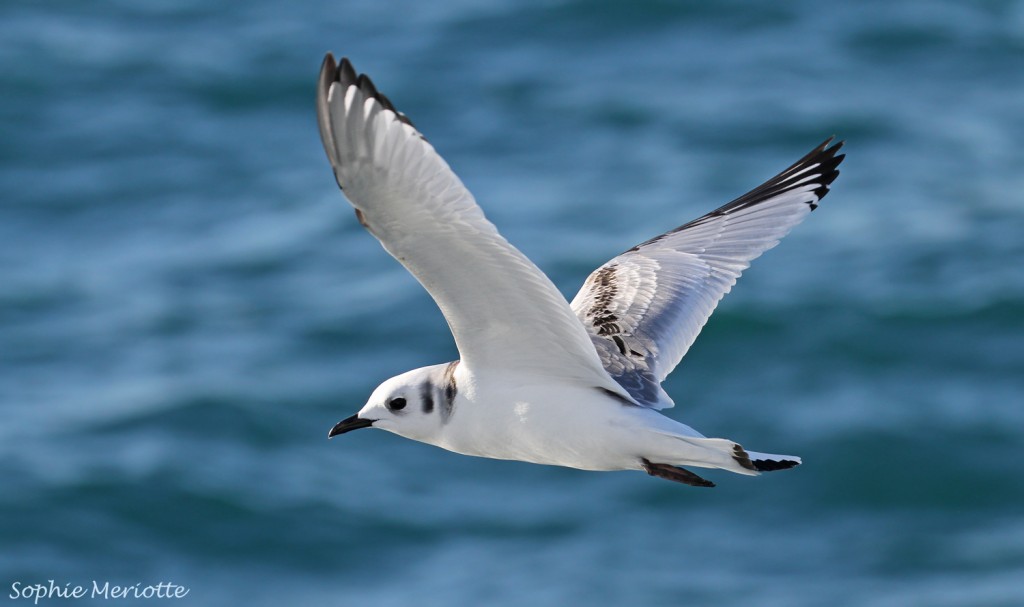 Jeune Mouette tridacryle au large de La Grande Motte