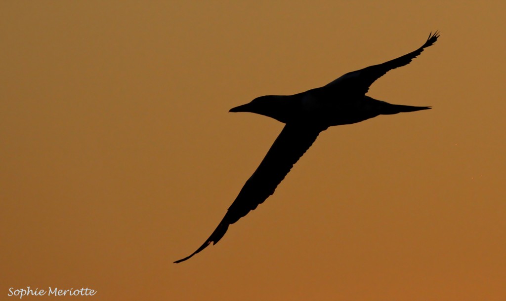 Fou à contre-jour