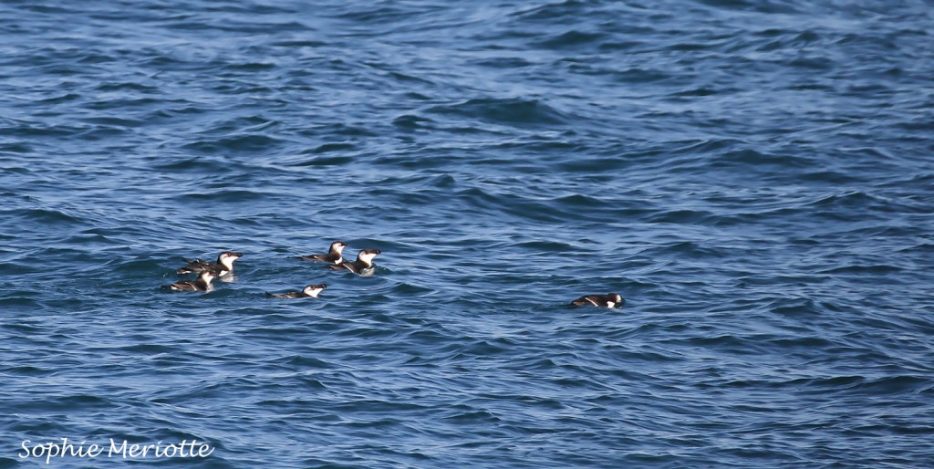 Pingouin torda au large de La Grande Motte