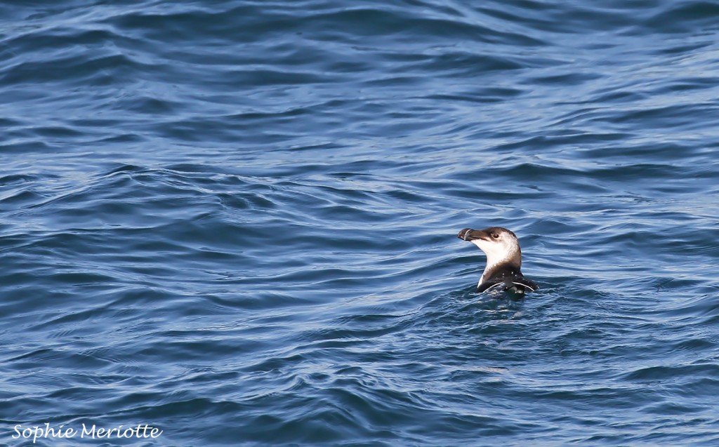 Pingouin torda au large de La Grande Motte