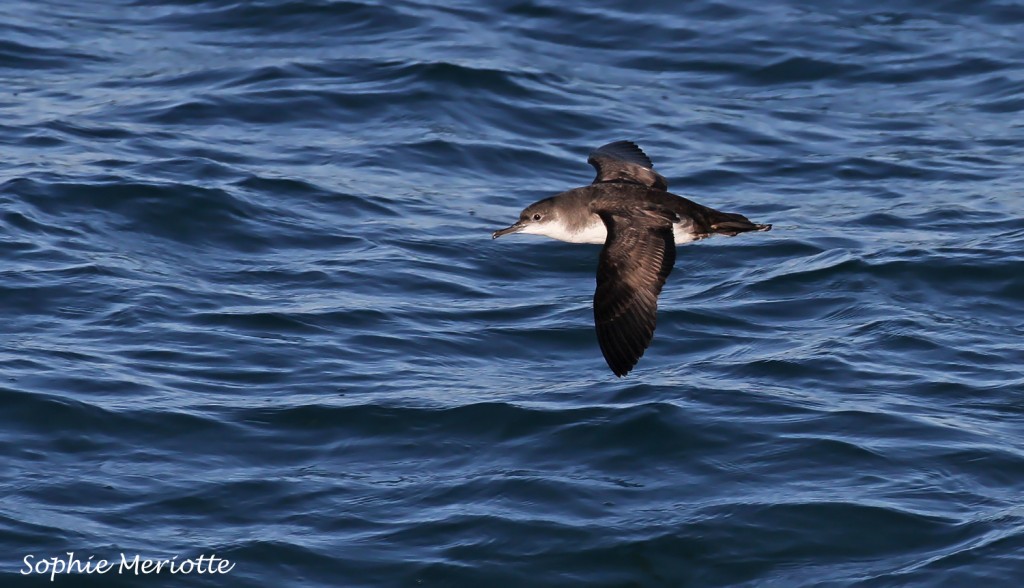 Puffin yelkouan