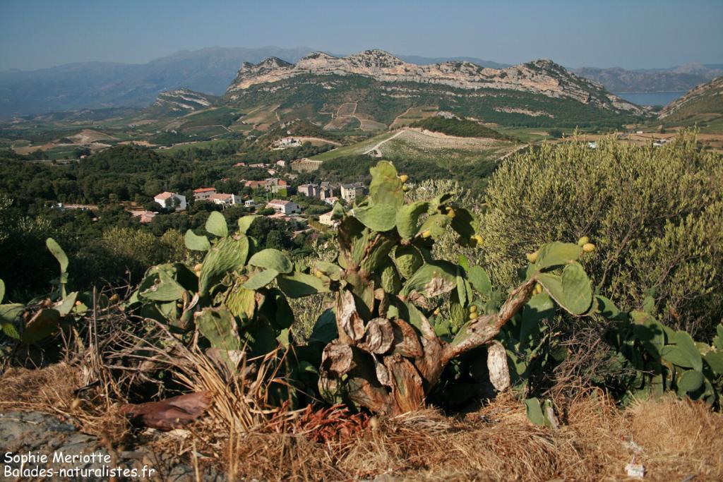 Le nord de la Corse