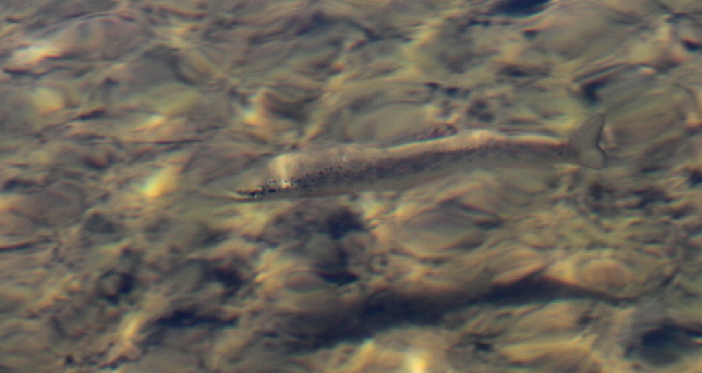 Truite macrostigma