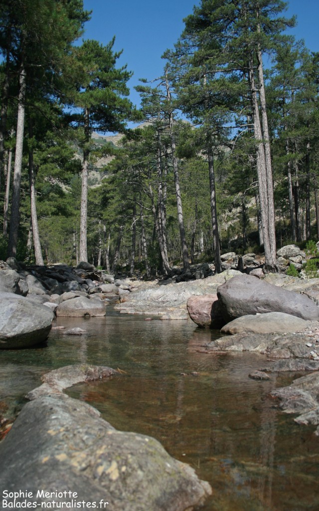 Vallée de l'Asco