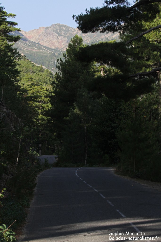 Route pour le Monte Cinto