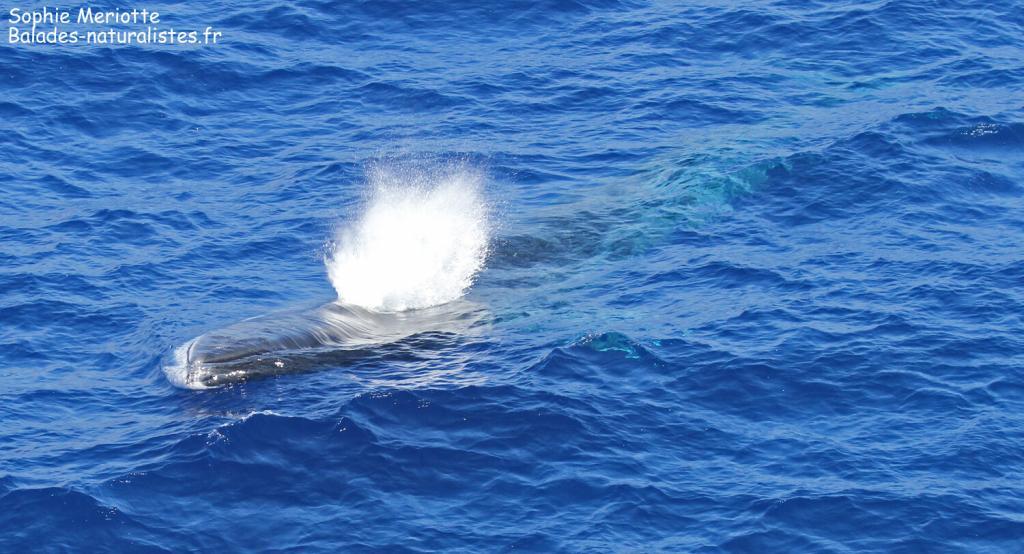 Rorqual commun