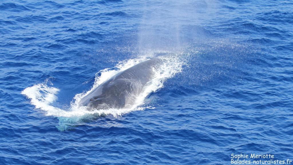 Rorqual commun