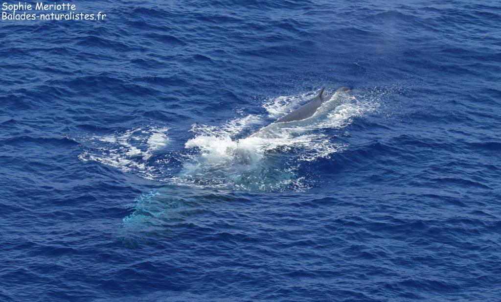Rorqual commun